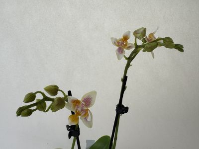 Phalaenopsis-Orchidee mit zwei blühenden Rispen und vielen Knospen. Weiße Blüten mit gelb-orangen Flecken und zarten rosa-violetten Streifen, besonders an der Lippe. Grüne Knospen kurz vor dem Aufblühen, an schwarzen Stäben.